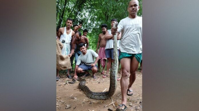15-Foot Python Rescued from Tree in Boko’s Belpara