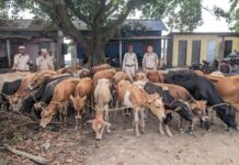 South Salmara Police Seize 51 Cattle, Boat in Smuggling Crackdown South Salmara Police Seize 51 Cattle, Boat in Smuggling Crackdown
