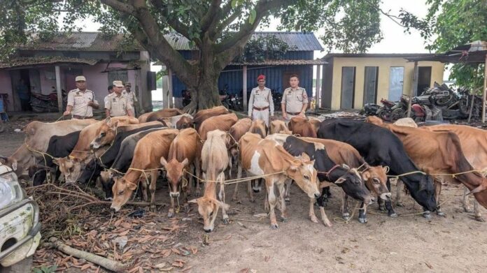 South Salmara Police Seize 51 Cattle, Boat in Smuggling Crackdown