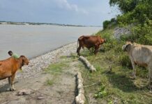 Kokrajhar Police Recover 11 Cattle in Smuggling Crackdown Kokrajhar Police Recover 11 Cattle in Smuggling Crackdown