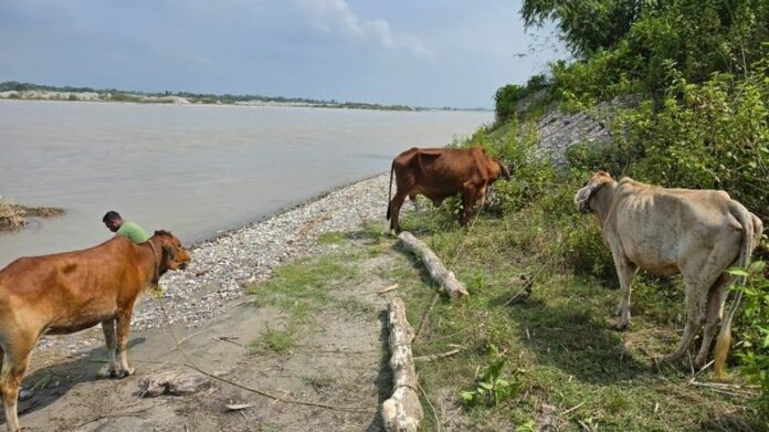 Kokrajhar Police Recover 11 Cattle in Smuggling Crackdown