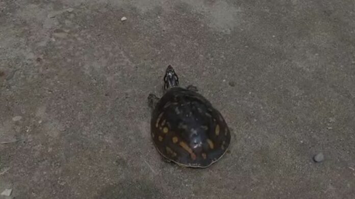 Turtle Rescued From Flood-Hit Area in Nagaon
