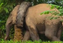 Wild Elephant Spotted With Tractor Tyre Around Neck in Assam’s Numaligarh Wild Elephant Spotted With Tractor Tyre Around Neck in Assam’s Numaligarh