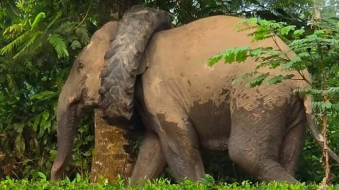 Wild Elephant Spotted With Tractor Tyre Around Neck in Assam’s Numaligarh