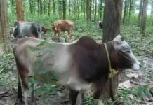 Truck Carrying 24 Cattle Intercepted in Boko Truck Carrying 24 Cattle Intercepted in Boko