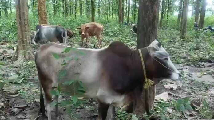 Truck Carrying 24 Cattle Intercepted in Boko