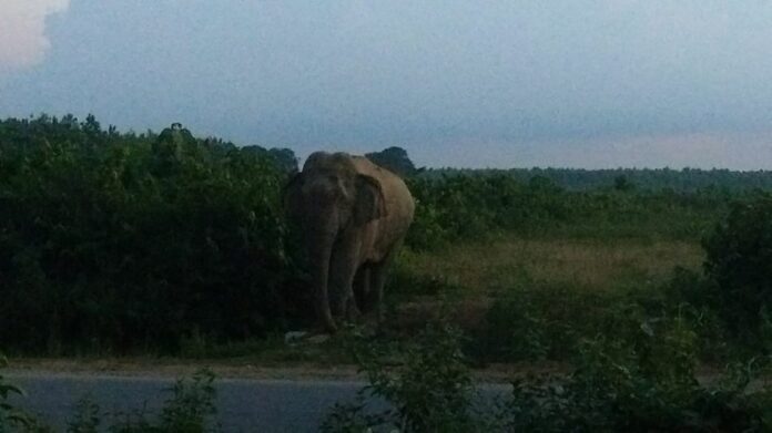 Wild Elephant Attack Kills Youth, Injures Five-Year-Old in Assam’s Goalpara