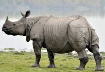 Assam Records Zero Known Rhino Poaching Cases in 2025, IRF Report Says Assam Records Zero Known Rhino Poaching Cases in 2025, IRF Report Says