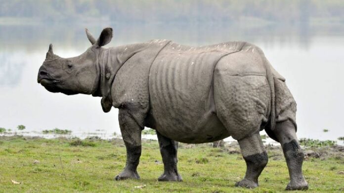 Assam Records Zero Known Rhino Poaching Cases in 2025, IRF Report Says