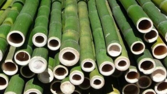 Assam CM highlights bamboo’s role in livelihoods, entrepreneurship