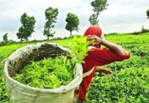 Assam Revises Tea Incentive Scheme, Boosts Export Support and GTAC Auctions Assam Revises Tea Incentive Scheme, Boosts Export Support and GTAC Auctions