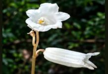 Rare leafless orchid species discovered in Arunachal Pradesh Rare leafless orchid species discovered in Arunachal Pradesh