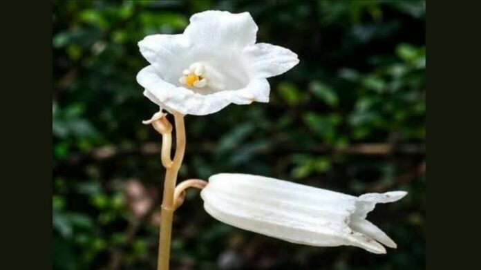 Rare leafless orchid species discovered in Arunachal Pradesh