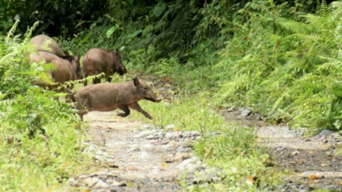 Elephants Return to Reclaimed Areas of Sonai Rupai Wildlife Sanctuary