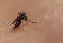 Arunachal Issues Dengue Advisory Amid Rise in Fever Cases Arunachal Issues Dengue Advisory Amid Rise in Fever Cases