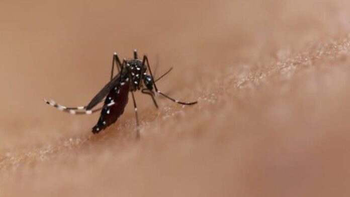Arunachal Issues Dengue Advisory Amid Rise in Fever Cases