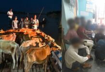 Assam Police seize 103 cattle in anti-smuggling operations Assam Police seize 103 cattle in anti-smuggling operations