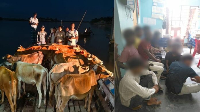 Assam Police seize 103 cattle in anti-smuggling operations