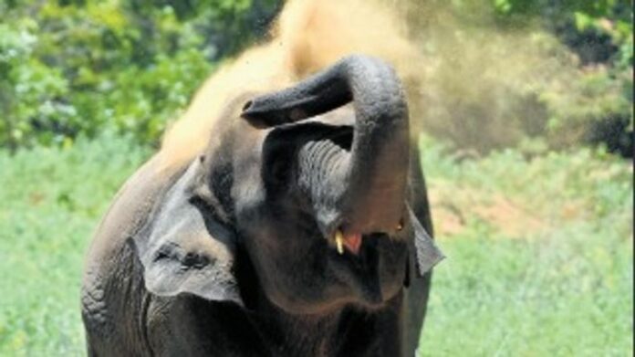 Gaurav Gogoi seeks records on transfer of five Assam elephants to Tamil Nadu