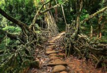 Meghalaya pivots tourism strategy towards local livelihoods and sustainable growth Meghalaya pivots tourism strategy towards local livelihoods and sustainable growth