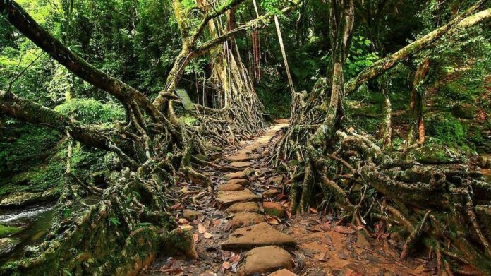 Meghalaya pivots tourism strategy towards local livelihoods and sustainable growth