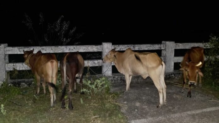 Kokrajhar Police recover 14 cattle, apprehend four in overnight operations