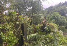 APDCL Faces Criticism in North Lakhimpur over Tree Felling, Power Cuts