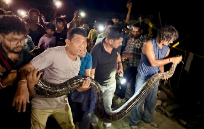18-Foot Python Rescued in Tezpur’s Gereki, Said to Be Assam’s Largest Rescue of 2026