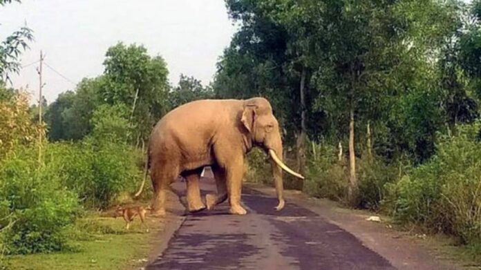 65-Year-Old Woman Killed in Wild Elephant Attack in Assam’s Rani