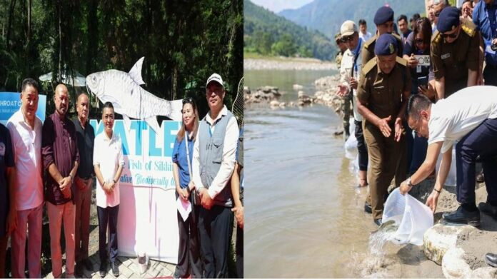 Sikkim CM Releases Chocolate Mahseer into Rangeet River at Chirbirey River Fest
