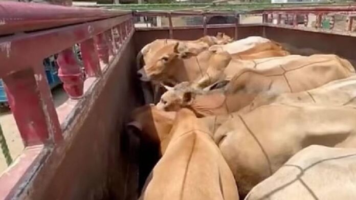 Pickup Carrying 12 Cattle Intercepted in Raha, Two Detained