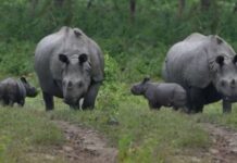 Manas Rhino Family Reaches Third Generation with Birth of New Calf Manas Rhino Family Reaches Third Generation with Birth of New Calf