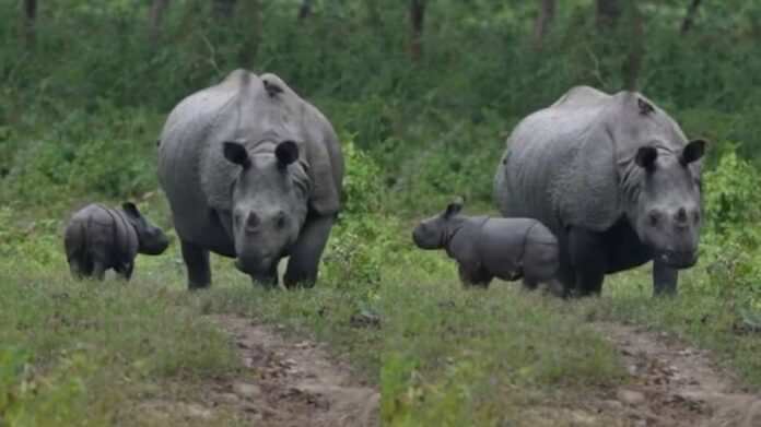 Manas Rhino Family Reaches Third Generation with Birth of New Calf