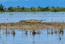 Critically endangered gharial spotted at Lohit-Brahmaputra confluence Critically endangered gharial spotted at Lohit-Brahmaputra confluence