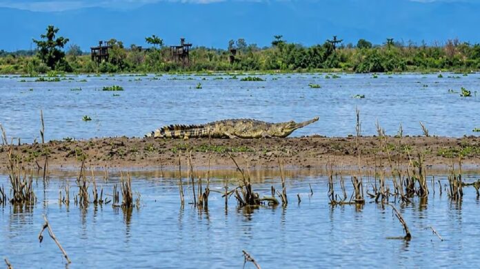 Critically endangered gharial spotted at Lohit-Brahmaputra confluence