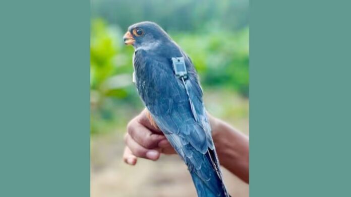 Satellite-Tagged Amur Falcons Return to Manipur After Crossing 23 Countries