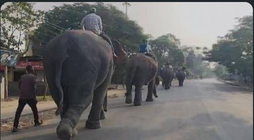 Kaziranga gears up for tourist season as elephant safaris begin on November 1
